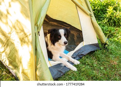 15,891 Puppy On Adventure Images, Stock Photos & Vectors | Shutterstock