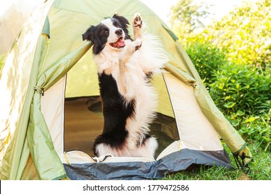 テント キャンプ 犬 High Res Stock Images Shutterstock