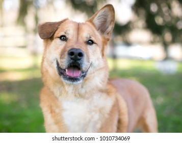 breeds of dogs with floppy ears