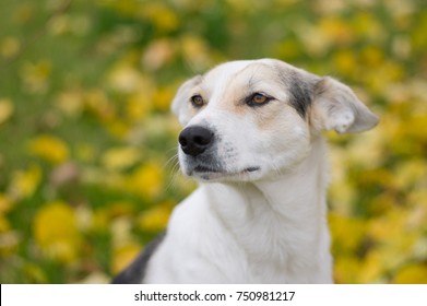 Cross Breed Dog Images Stock Photos Vectors Shutterstock