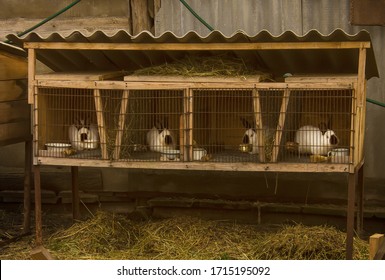 Outdoor rabbit cage in the farm - Shutterstock ID 1715195092