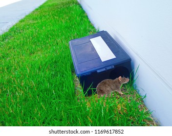 Outdoor Rat Trap.