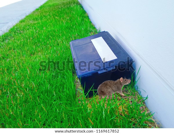 outdoor rodent trap