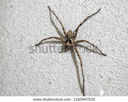 Image, Stock Photo Close-up of a spider