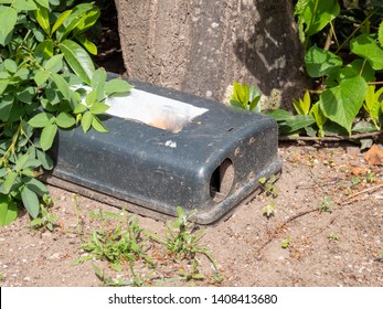 Outdoor Rodent Baiting Station On The Tree