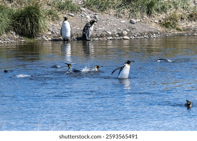 Outdoor scene depicting a King Penguin - Aptenodytes patagonicus- colony on Tierra de Fuego, in Southern Chile.