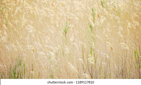 Outdoor Scene Tall Golden Grass Blowing Stock Photo (Edit Now) 1189117810