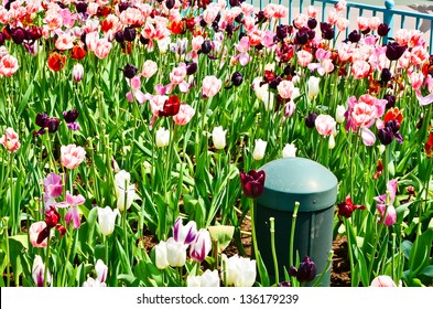 Outdoor Speakers Are Tulips