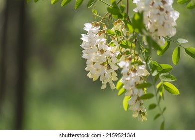 Outdoor spring blooming Sophora japonica flowers ，Sophora japonica Linn - Shutterstock ID 2159521361