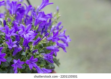 Outdoor spring purple flowers, Clustered Bellflower, Campanula glomerata L - Shutterstock ID 2201133501