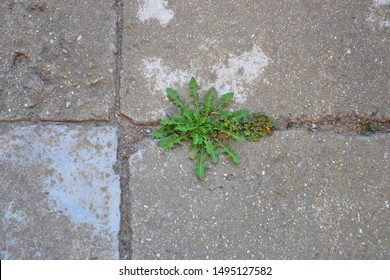 Outdoor stoned surface with grass and unwanted weeds. Garden walkway needs to eliminate pest plants. Walkway made of grey stones. - Shutterstock ID 1495127582