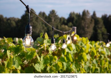 Outdoor String Lights Hanging In A Vineyard. Romantic Summer Night Concept. Edison Lights. 