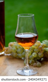 Outdoor tasting of Cognac strong alcohol drink in Cognac region, Charente with bunch of ripe ugni blanc grapes on background uses for spirits distillation and green grass, France