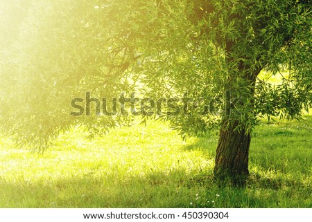 Similar – Foto Bild Ruheplatz Natur Pflanze