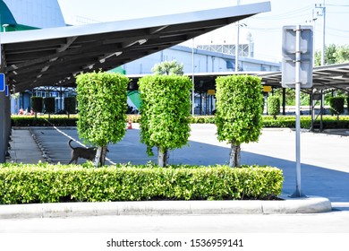Outdoor tree-lined trees cut in the morning sun.  At the parking lot in the mall - Shutterstock ID 1536959141