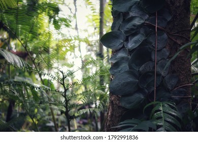  Outdoor Tropical Garden During The Rainy Season In Thailand, Rainforest, Tall Trees.