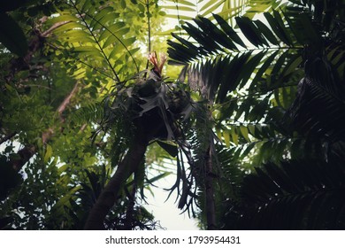 Outdoor Tropical Garden During The Rainy Season In Thailand, Rainforest, Tall Trees.