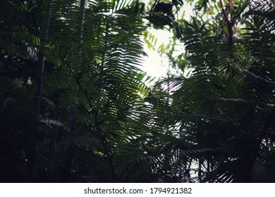 Outdoor Tropical Garden During The Rainy Season In Thailand, Rainforest, Tall Trees.