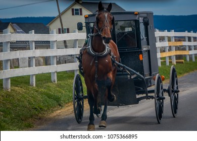 Outdoor view of Amish horse and carriage travels on a road in Lancaster County