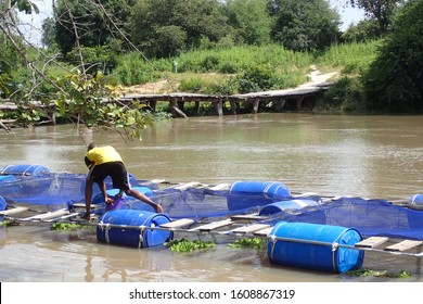 Outdoor View Of Traditional Floating Cages Used For Fish Farming In Saré Tamsir Village, Kolda Region, Casamance, Senegal, Africa. October, 11, 2019. Young Man Walking On Blue Plastic Barrels.