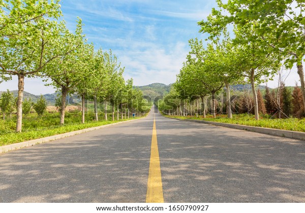 Outdoor, wide stretch of straight road, poplar trees\
on both sides of the\
road