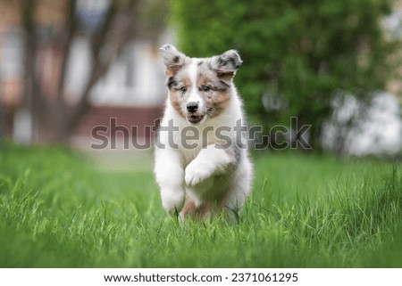 Outdoors action motion photo of beautiful grey blue merle australian shepherd puppy running in green grass