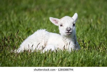 Outdoors Baby Lamb Lying Down On Stock Photo Edit Now 1285088794