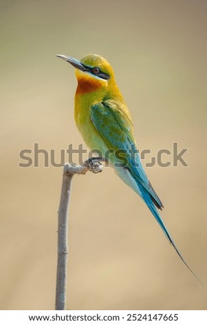 Similar – Image, Stock Photo ortrait of a colorful bird