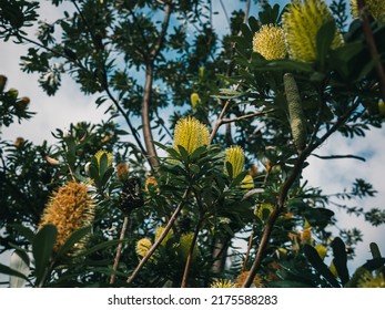 Outdoors Photo Of A Banksia Tree