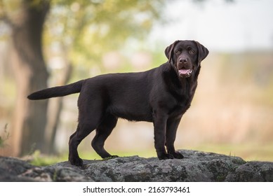 Outdoors photo of chocolate brown labrador retriever dog standing on the big grey rock looking in camera on summer background