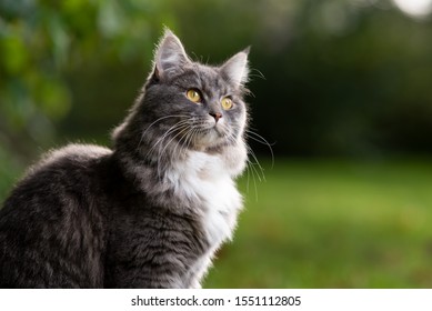 4,367 Maine coon blue tabby Images, Stock Photos & Vectors | Shutterstock