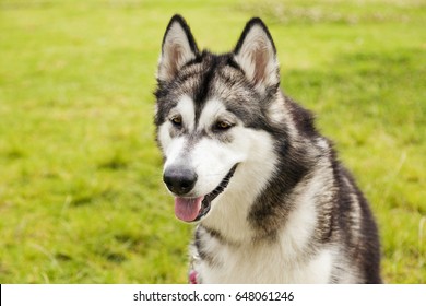 24,351 Alaskan malamute Stock Photos, Images & Photography | Shutterstock