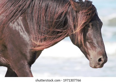 Outer Banks Corolla Wild Horses