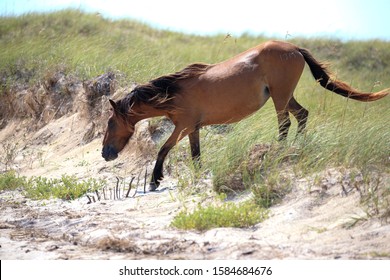 Outer Banks Wild Horses On Beach