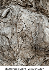 The outer bark of a tree is called phloem.