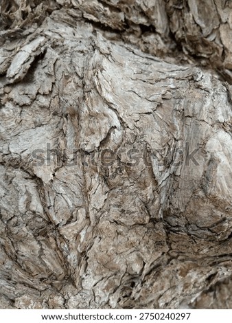 The outer bark of a tree is called phloem.
