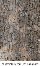 The outer bark of the tree is cracked. close up