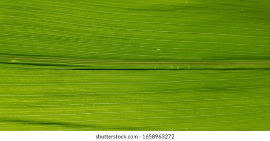 The Outer Side Of A Fresh Green Corn Leaf (texture).