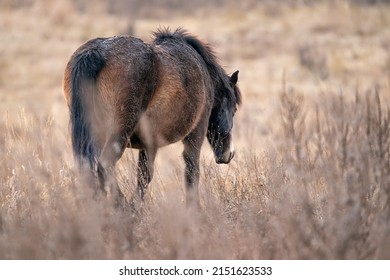 The Outgoing Wild Horse. Equus Ferus Ferus