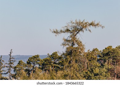 Outgrown Branch In The Forest.