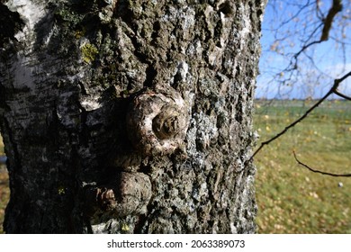 Outgrown On Birch Tree In Countryside With Sun Shining.