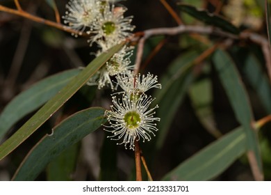 Outh Australian Coast Mallee In Flower