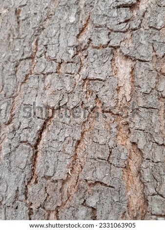 outline shape of mindi tree bark
