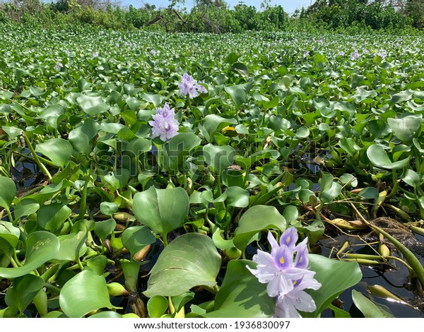 As outlined earlier, Water Hyacinth is a plant that\
lives floating in the water. However, some of them sometimes have\
roots that are in the soil. Physically, Water Hyacinth has a height\
of about 0.4 m