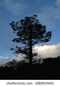 Outlines Of A Old Tree In Khumjung.