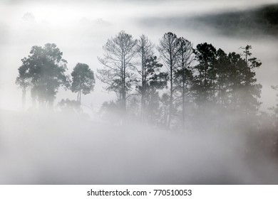 Outlines Of Trees In The Fog Creeping. Sillhouette Of Trees In Fog In Forest.