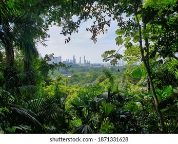 Outlook At Panama City From Jungle