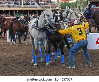 Outrider With Horses At Chuckwagon Races