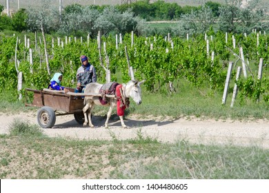 Outskirts of Bukhara, Uzbekistan, Central Asia - April, 2019: A donkey pull cart with two women past the vineyard.