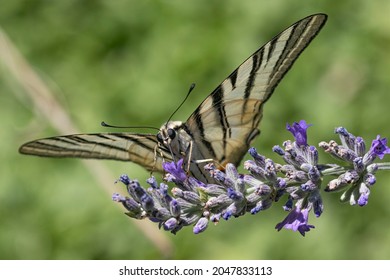  and outss spread wings lavender flowers 